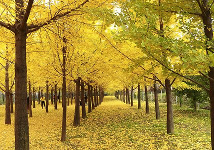 z32a4aeffe3d643b4a20ee033e2ab0006 黄金色に染まった樹齢千年のイチョウ　陝西省西安市