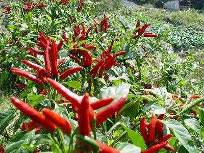 z17749fdca614574c5973bb9aa557eeeb トウガラシ早食い競争、優勝者は1分間に34個完食！　海南省三亜市