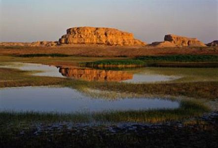 敦煌市が野生ラクダを放生、GPS首輪を取り付ける zb3a58457a10bba1649b1bd8758d8846a 敦煌市が野生ラクダを放生、GPS首輪を取り付ける