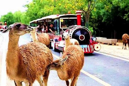 z7faaddee44d2b3698819bef1a186d6ad 動物にも春節ムードを！山東省の動物園が春節のご馳走を準備