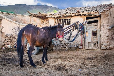 全国農村の貧困人口が1109万人減 貧困率0.6%に zda066876f415e9432f730d9d2e5ae91b 全国農村の貧困人口が1109万人減 貧困率0.6%に