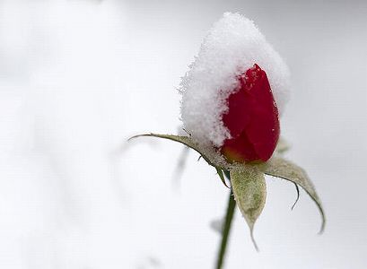 ze1c7319f5c66a765fafd024be054eb71 彫刻家になり損ねた大学生たち？　リアルすぎる雪像が話題に