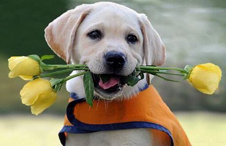 z409656fdf26edea3a663d010ff7dc97e 武漢のペットを救え！武漢に取り残されたペットたちに救済措置　湖北省