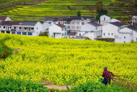 z1f8dbdc541456c7ad8c7653a142a42fc 見渡す限り「黄色い花の海」春景色が広がる浙江仙居楊豊山の段々畑