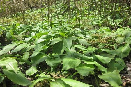 z4d61b73063ae20593f5f4826961d2041 寿光菜博会をオンライン開催　山東省