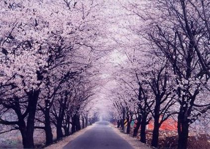 za79009ff7ebb960dce0c52532aae155f 桜の花びらが敷き詰められた道を楽しめるスポット登場　上海市