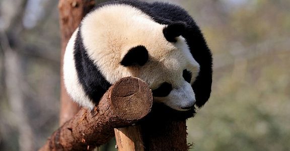 z57ad8bdbb9b7d69baa00f904b0f26aea 「ウェディングバス」が新型コロナウイルス後、初めて運行　四川省成都