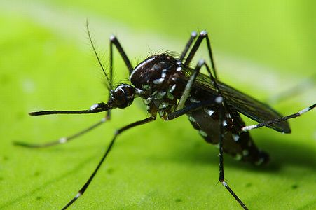 いつも蚊に刺されるのはなぜ?蚊に好まれる5つのタイプとは? zb6e5740f1a9ffcf3a8d61bdfdcda85ac いつも蚊に刺されるのはなぜ?蚊に好まれる5つのタイプとは?