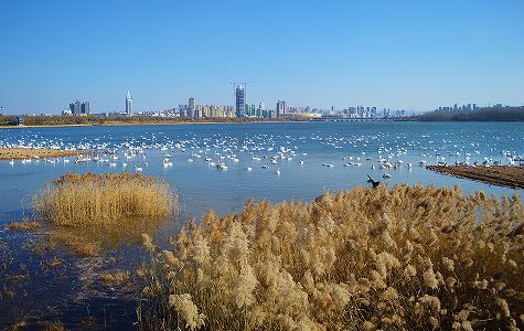 河南省でハクチョウの形をした青銅壺が出土、中には謎の液体も zc2bb573e5f15c39d33e1a5d7e2029064 河南省でハクチョウの形をした青銅壺が出土、中には謎の液体も