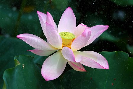 今年は 7月16日から40日間が一年で最も暑い時期・三伏 z693828d49fc0a44bc2c8f300e1a3bd8a 今年は 7月16日から40日間が一年で最も暑い時期・三伏