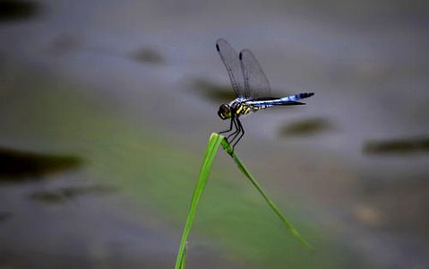 z54343dd0501947b43082015c419de3aa 7月6日は二十四節気の「小暑」