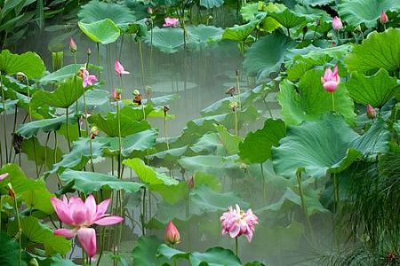 z786803e2f783671da5d450cf80e94db1 広州市で1つの茎に7つの花もつスイレン開花、ギネス申請へ　広東省