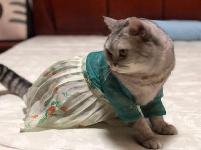 ネコにも漢服?月収100万円のビジネスにしたある女性 湖南省 z9046d2b8132c818469fc7ec05c953fd6 ネコにも漢服?月収100万円のビジネスにしたある女性 湖南省