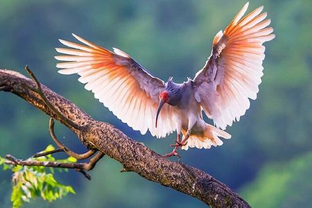 陝西省のトキ保護区、今年は計158羽を救助 z2c986a77787447900246cd6ac30b56e7 陝西省のトキ保護区、今年は計158羽を救助