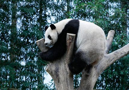 z2a3898c4f79ddca28885a3ca74579f18 韓国生まれの赤ちゃんパンダ、目のまわり黒くなり体重10倍に　ソウル