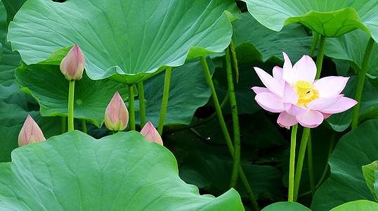 z7df447fce76e58e9febfa939ffb75eda 「菊次郎の夏」が9月25日に中国で公開　癒し系のポスターが話題に