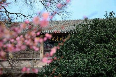 ze2b0031237a18f22a1262aa4ad20abf9 南京市の明孝陵に季節外れの桜　江蘇省