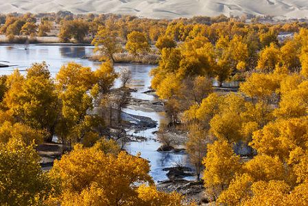 z581899e4636dd82955679160c249be8b 見頃を迎えた中国最大のコトカケヤナギの林　新疆維吾爾自治区