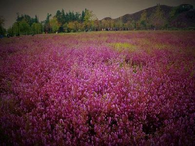 鉱滓ダム跡地がニシキコウジュの花畑となり人気観光スポットに 安徽省 z113ebb26e4ce5c264ca49e4cca5d119d 鉱滓ダム跡地がニシキコウジュの花畑となり人気観光スポットに 安徽省