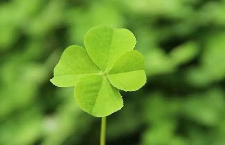 z2c89bc954a623d67505140bc9489f487 輸入博の多言語ボランティア