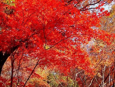 z7bf91332d9aecb994d0c04fcd8e3f384 紅葉に染まりゆく長江両岸　重慶市巫峡県