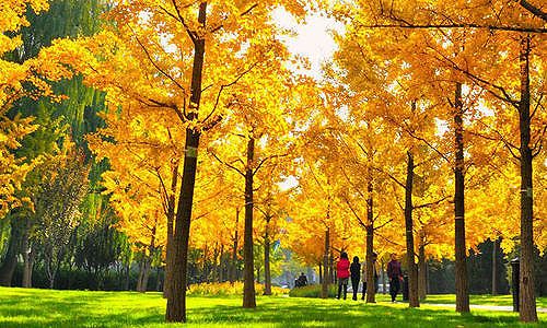 北京市のイチョウの見頃は11月上旬 z8be4c8e5f3705789cbcf64cc6916366b 北京市のイチョウの見頃は11月上旬