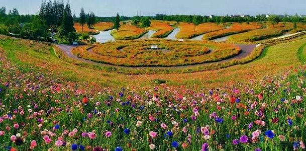 z8ddd768a91a188bd43801b9dbb577426 真っ赤に色づいた一面のコキアが観光客を魅了　上海市