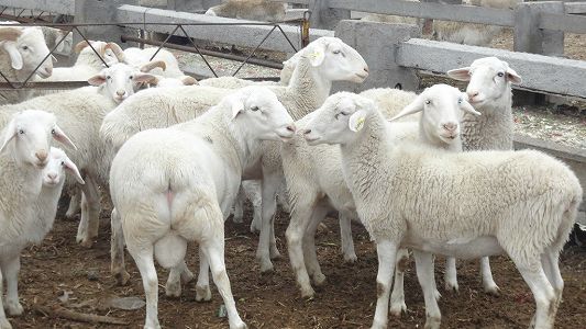 モンゴル寄贈の羊1万頭が武漢市に到着 z9316905dcfe56b6621b55983b4174ae5 モンゴル寄贈の羊1万頭が武漢市に到着