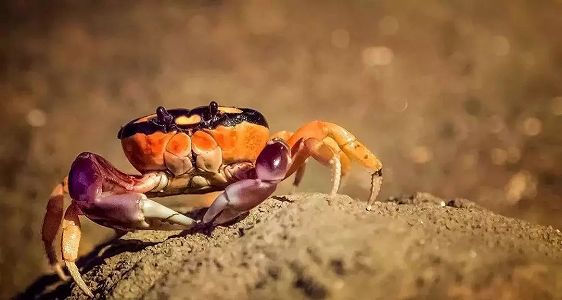 zbe3e5242cbba2f26bd5337f04ca9e9c7 陝西省の中高一貫校の食堂で「カニパーティー」