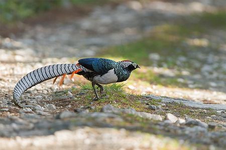 目の覚めるような美しい羽のギンケイが500羽以上を観測できる自然保護区 z0230343ce9b528abde85fb753fcee5ad 目の覚めるような美しい羽のギンケイが500羽以上を観測できる自然保護区