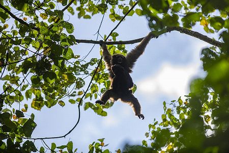 中国最大のテナガザルの群れで小さな「天行」を2年ぶりに撮影 za57b7a1e188aed4d44aacad7f4f8edbb 中国最大のテナガザルの群れで小さな「天行」を2年ぶりに撮影