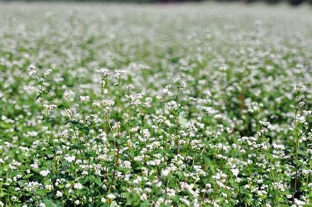 中国の科学者、ソバ属の新種を発見 z6fe0cc21eadf6b96a653ef07b7ec9621 中国の科学者、ソバ属の新種を発見