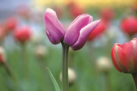 z0b07caf00859b3349c9d4dcab4e9598e 「双頭花」は幸運のシンボル！双頭花のチューリップが南京市で開花　