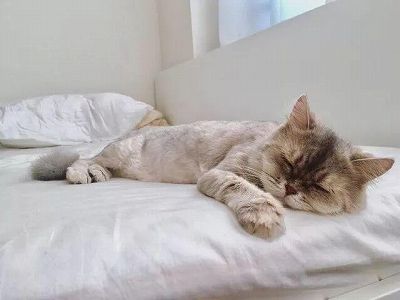 約6割の若者、「就寝時刻は午後11時以降」 z13edebb7597dfd140e8ca4bb2d804340 約6割の若者、「就寝時刻は午後11時以降」