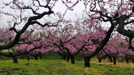 劉備と関羽が婚約?張飛と趙雲、孫権がお祝いに駆け付ける??? z1c698fe039394c7fbcdae6198af94b10 劉備と関羽が婚約?張飛と趙雲、孫権がお祝いに駆け付ける???