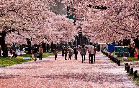 中国各地が花見シーズンに!花見で人気の都市トップ10が発表 z3940a96c9a79e200c1888bebab09b5d7 中国各地が花見シーズンに!花見で人気の都市トップ10が発表