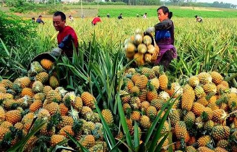 z5c569a1300c74dcd79249369d723a572 フォロワー11億人の広東省徐聞県産パイナップル、出荷へ