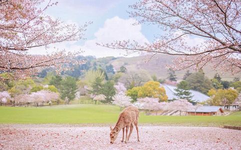 残留孤児がテーマの中日合作映画「再会の奈良」が19日に中国で封切り ze7916de7eaa3551e792d659584609bed 残留孤児がテーマの中日合作映画「再会の奈良」が19日に中国で封切り