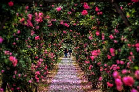 z06e266c8c8d4d26ca0a237a172f22d88 上海市嘉定区にある絶対行きたい長さ12キロのバラの垣根