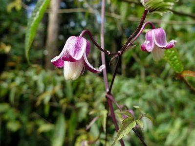 z34f2b9d6f594f8aedca4a9e4990ed9d7 北京市特有のクレマチスが開花