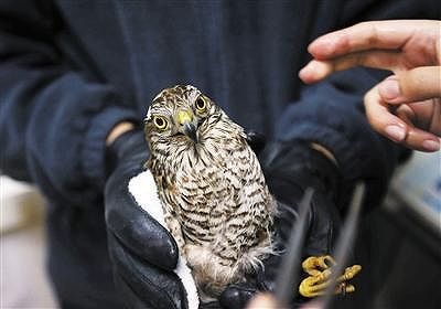 z6135d56c5e1557c4f3f251d5588d123d 羽の折れた鳥を救う「継ぎ羽(インピング)」技術とは？