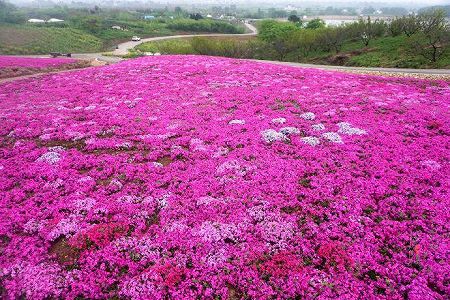 z68ed811230d7cc81a6bc865a9949d5c9 鮮やかなピンクのシバザクラが一面に広がる江蘇省鎮江市