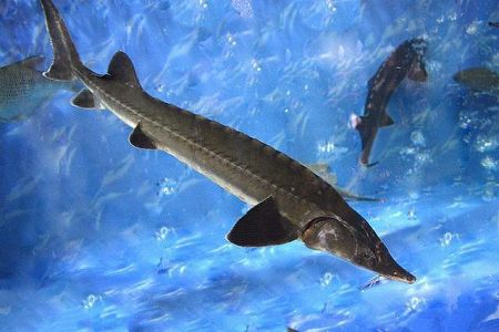 z73cf429dd3b39e086b2787d24084fb9a 湖北省宜昌市、1万尾のカラチョウザメを放流