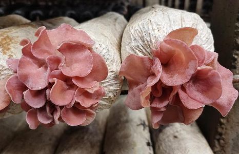 z8aed3edd97342a39be44fc239d060779 中国初、ピンク色のキクラゲが栽培化に成功