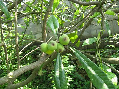 z93eb72060b71ebe5110b6c324cafafd1 ビワは「日本のビワ」？ビワの改名に一生を捧げる教授