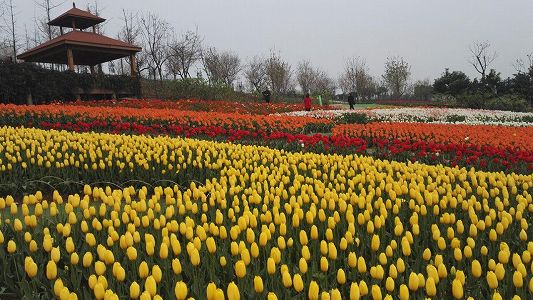 zd8a8c233860d19d873679294339c3769 世界各地から集められた約700品種の最高級のバラが観光客を魅了　