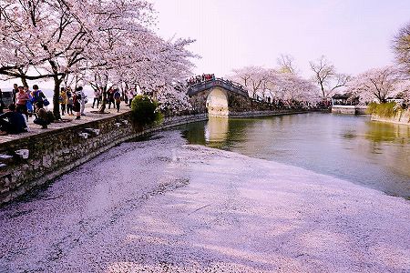 無錫市の太湖で中日桜友誼林建設34周年記念イベント開催 zd9dd27d45e4b2dae39adf7bec8ba6f68 無錫市の太湖で中日桜友誼林建設34周年記念イベント開催