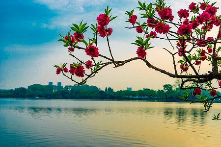 緑色の桜も!? 南京の玄武湖で緑桜が見頃に ze747b7cd39ae3feef270d3e1b3107698 緑色の桜も!? 南京の玄武湖で緑桜が見頃に