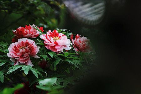 河南省洛陽市の牡丹の花が満開に 観光客で賑わいお祭りムード zea798eb9dafad19b652cf8fa2307ec52 河南省洛陽市の牡丹の花が満開に 観光客で賑わいお祭りムード