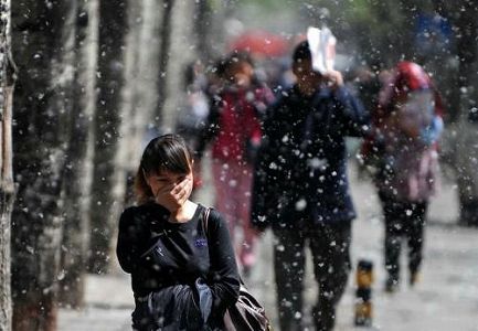 アレルギーある人は柳の綿の季節は昼間の外出控えて zed84ef95dc9da260e1a456b2edfd2dae アレルギーある人は柳の綿の季節は昼間の外出控えて